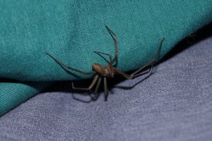 a brown recluse spider on fabric