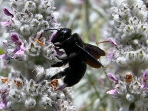 a black carpenter bee carries nectar 