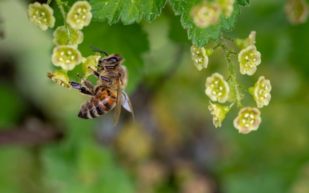 a honeybee near flowers