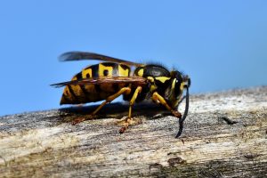 a wasp on the bark of a tree