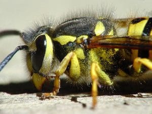 a yellow jacket on the ground