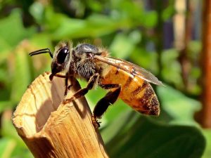 a honey bee on a bark of a plant