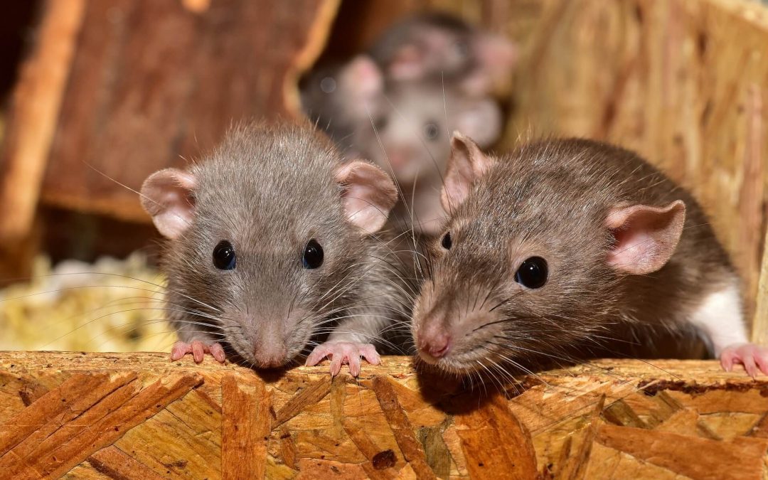 baby rats in a wooden box
