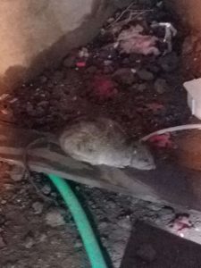 rat scurrying in dirty place 