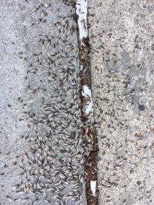 swarm of winged termites on the ground