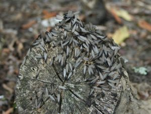 Winged termites on tree bark