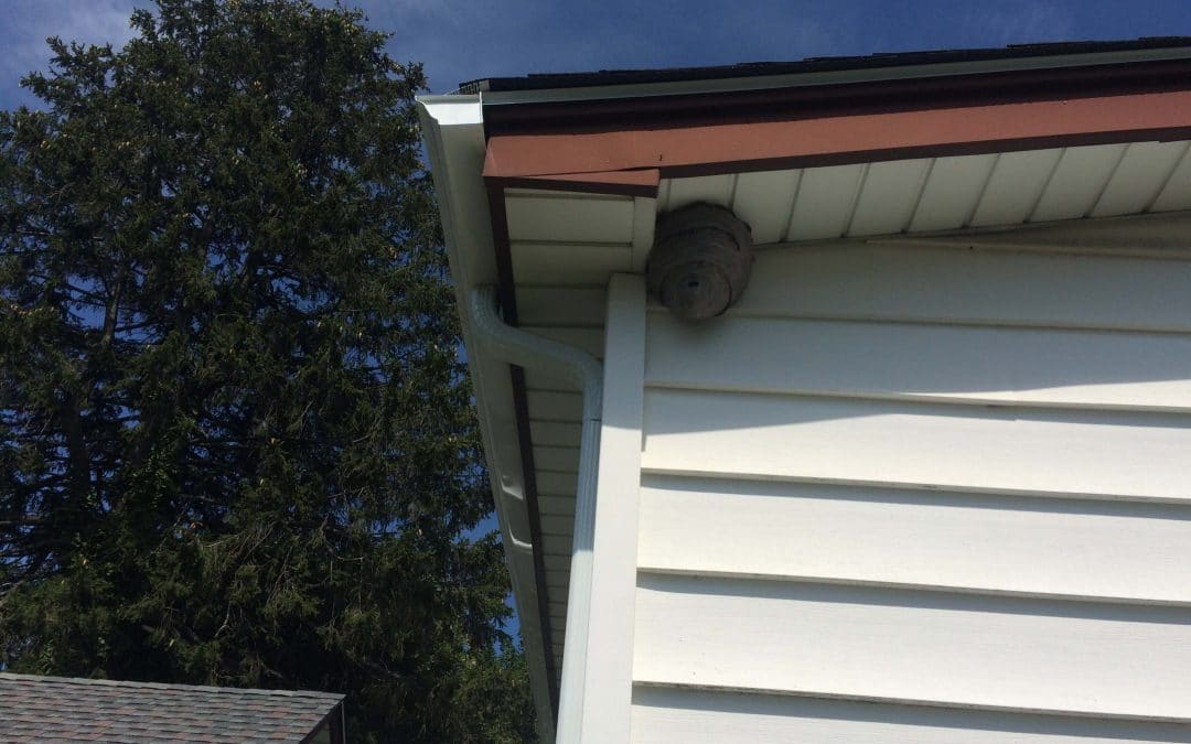 Bee Removal in Suffolk County