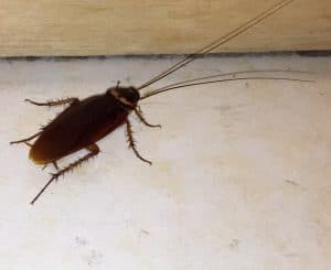 roach on the floor