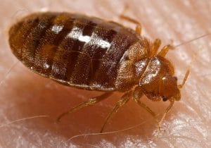 Close-up of an adult bed bug