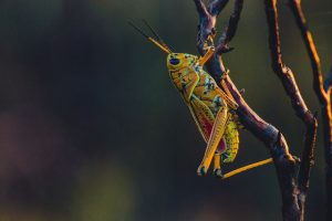 Cricket on a branch