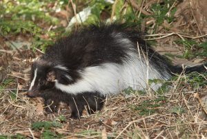 Skunk in forest