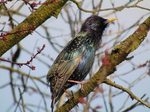 Starling on tree branch