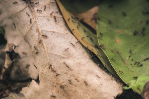 ants on leaves